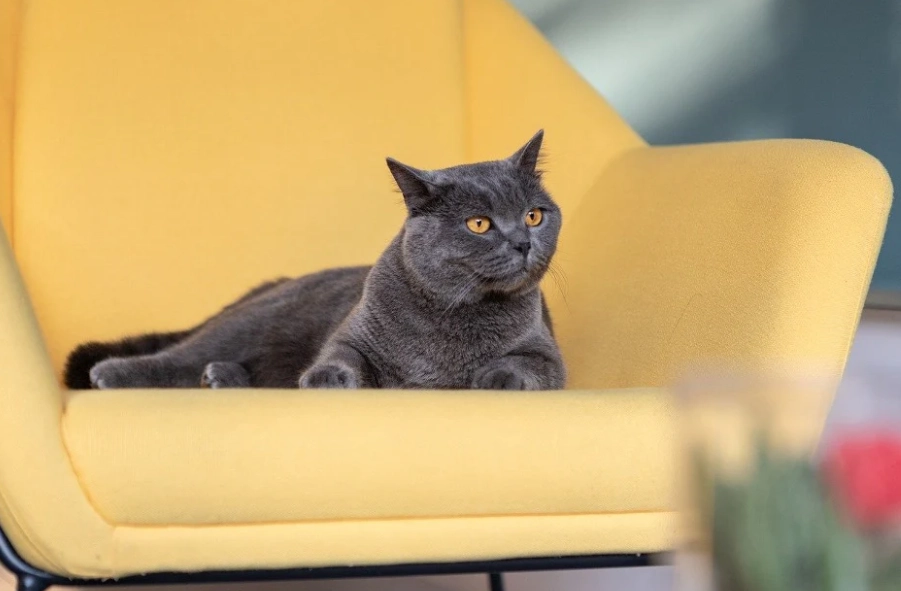 Why are British Shorthairs not cuddly?