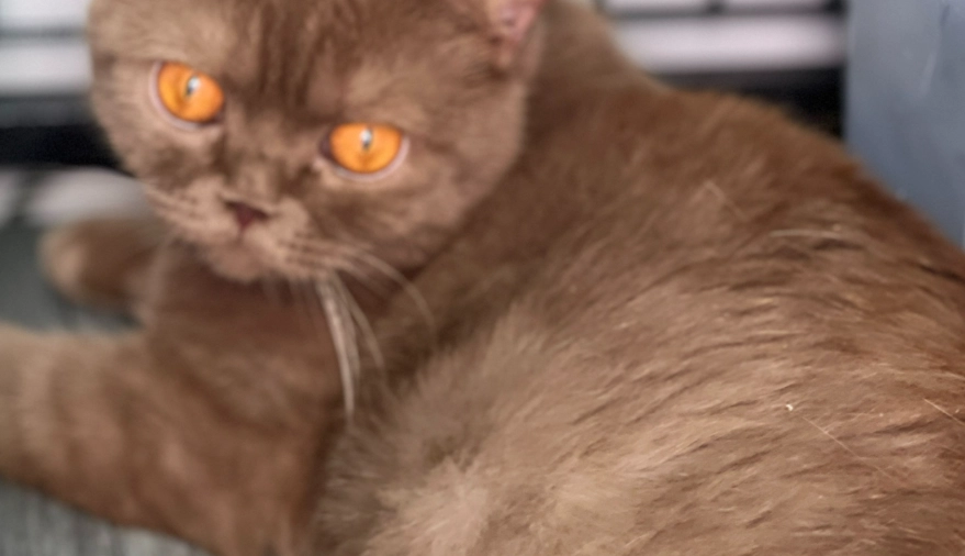 british shorthair care