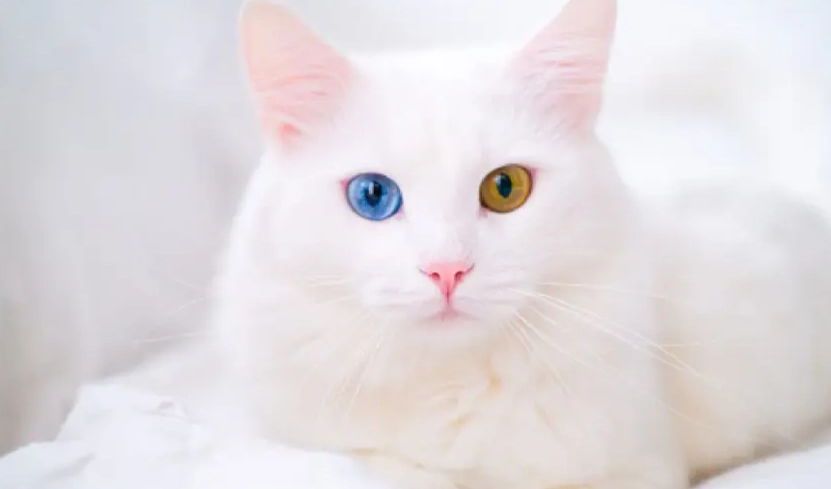 Russian White cat cost