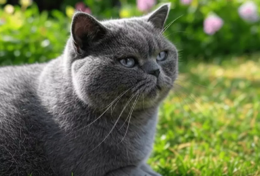 British Shorthair temperament British Shorthair temperament