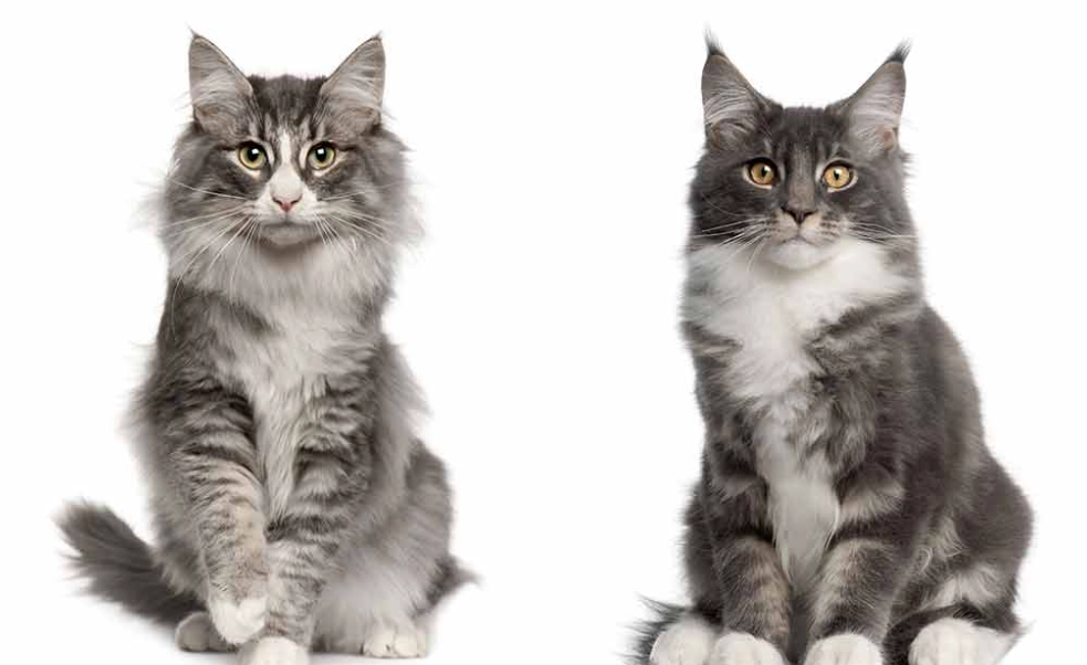 norwegian forest cat vs maine coon size norwegian forest cat vs maine coon size