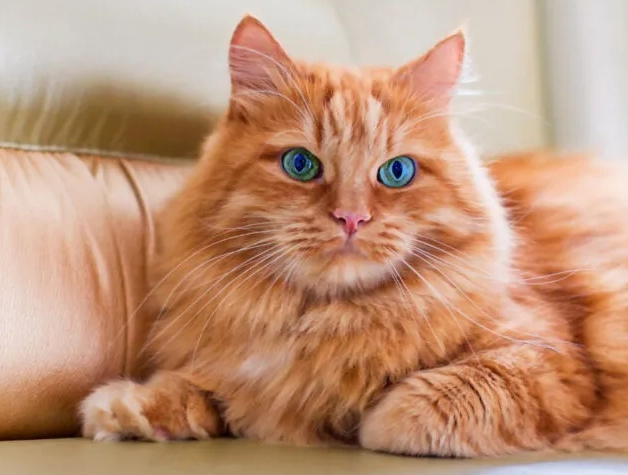 affordable orange cat