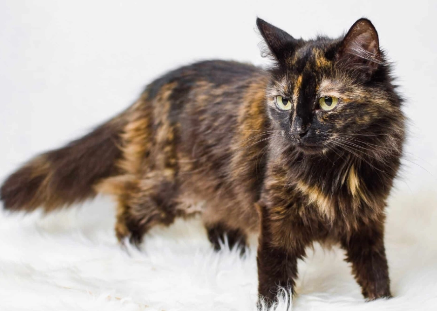 long haired tortoiseshell cat