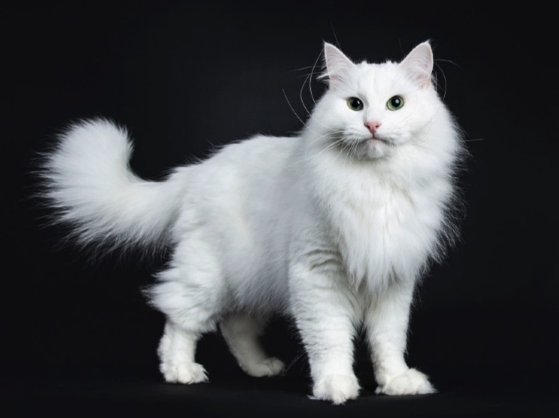 Russian White cat cost
