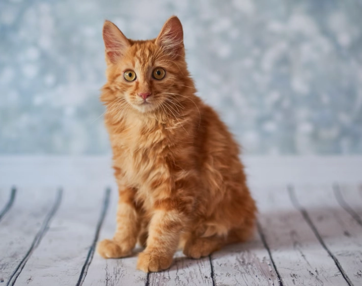 ginger cat genetics
