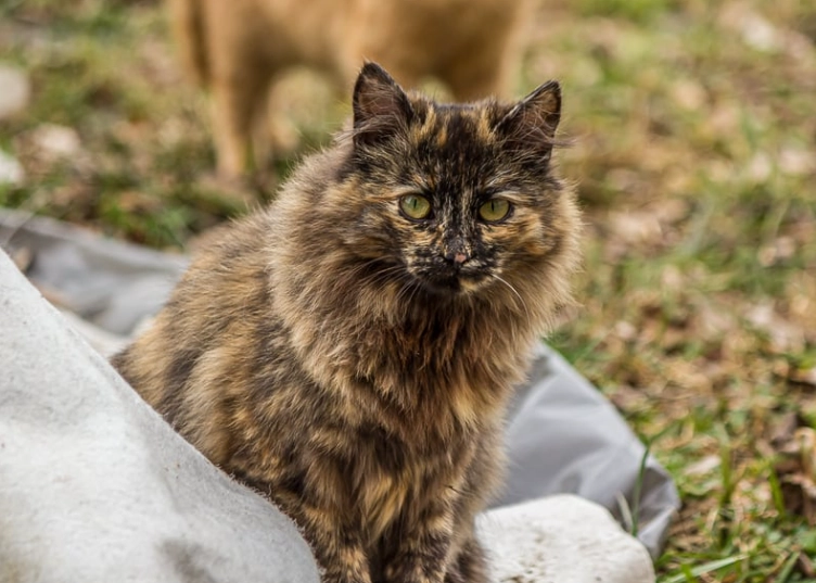 tortoiseshell cat personality