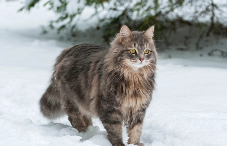 black russian cat care