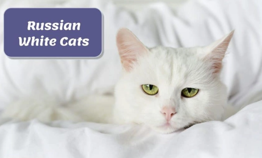 Russian White cat personality