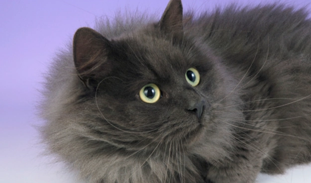 black russian cat care