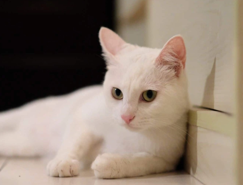 white cat blue eyes personality