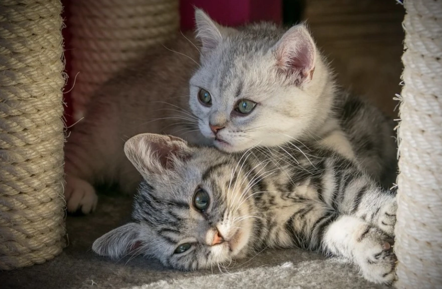 British Shorthair affectionate British Shorthair affectionate