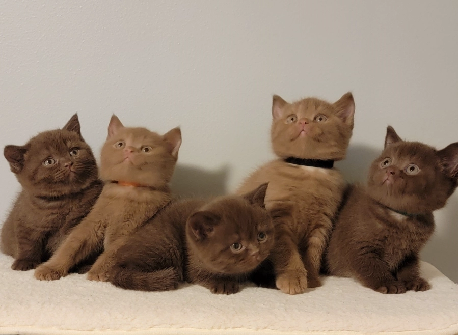 brown british shorthair cat