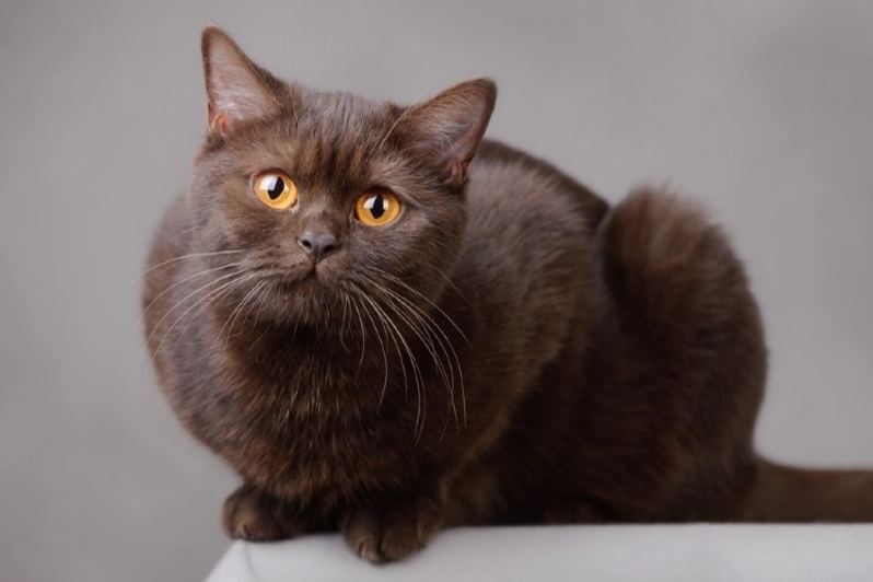brown cat breeds