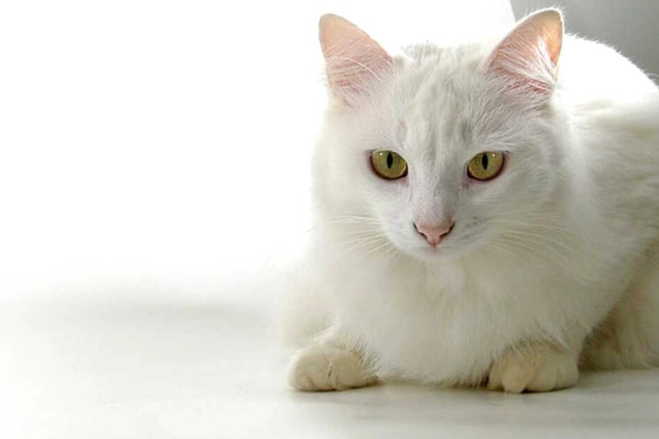 white russian cat personality