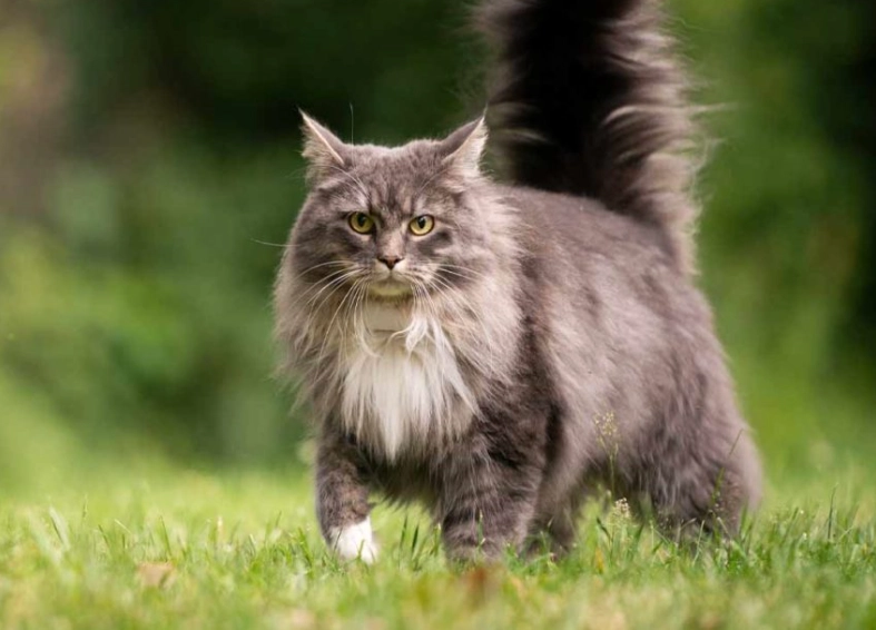 Maine Coon special traits