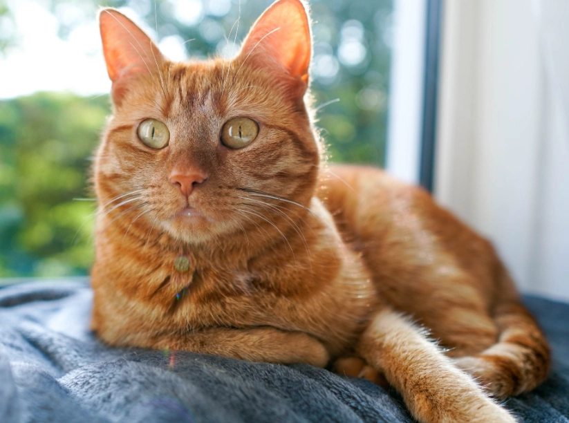 male orange cat behavior