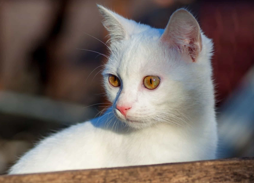 rare white cat breeds