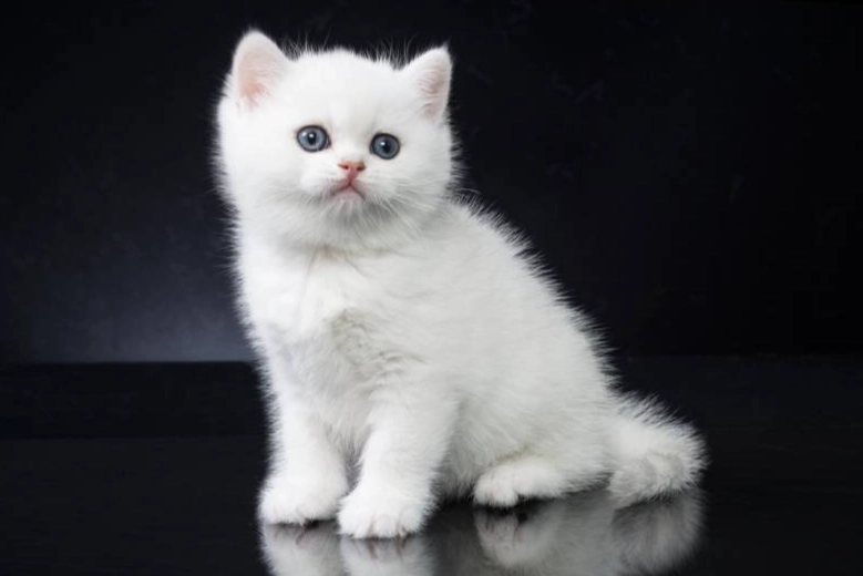white British shorthair health issues