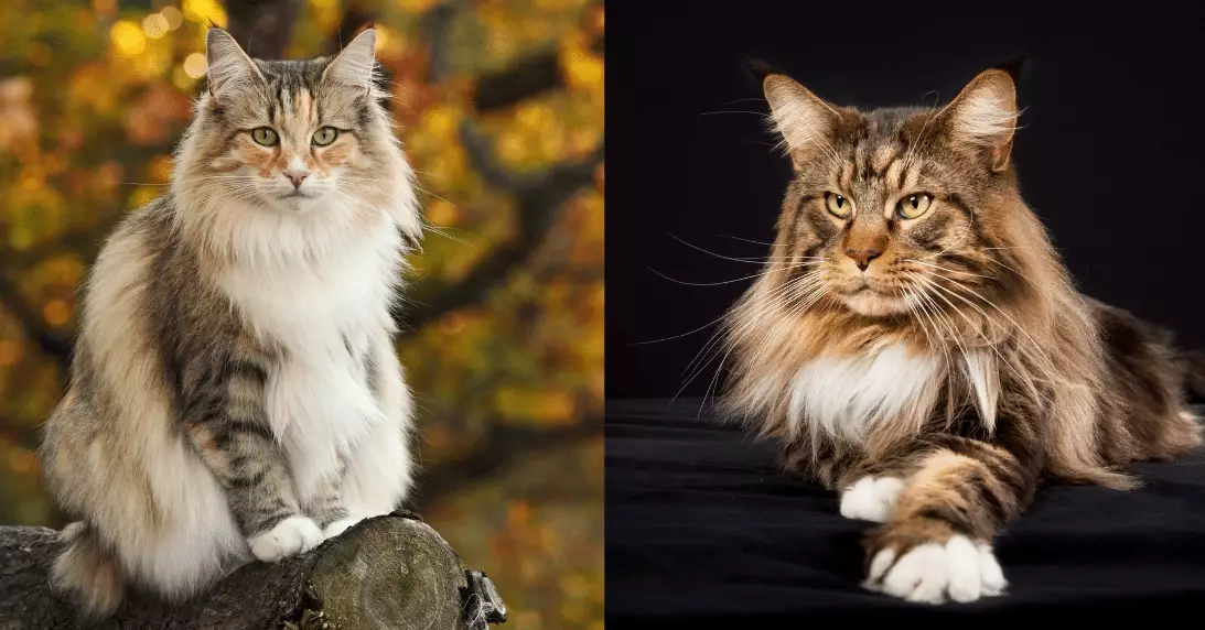 largest domestic cat breeds largest domestic cat breeds