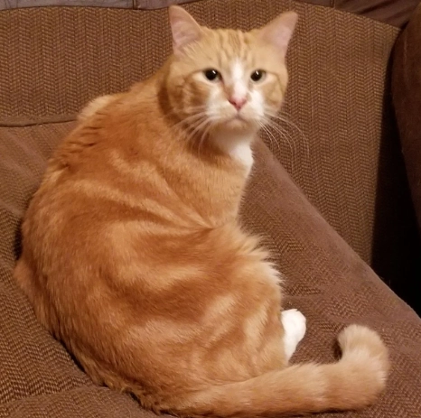 orange male cat