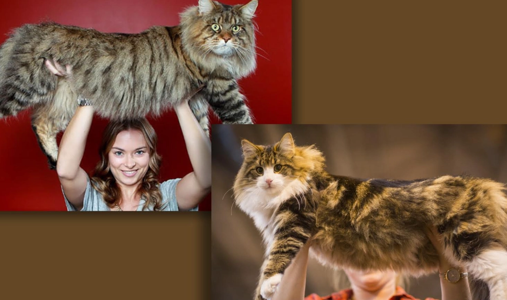 big fluffy cat breeds big fluffy cat breeds