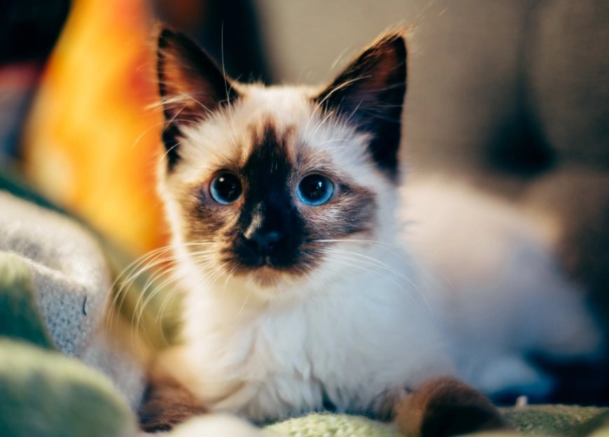 Siamese cats behavior