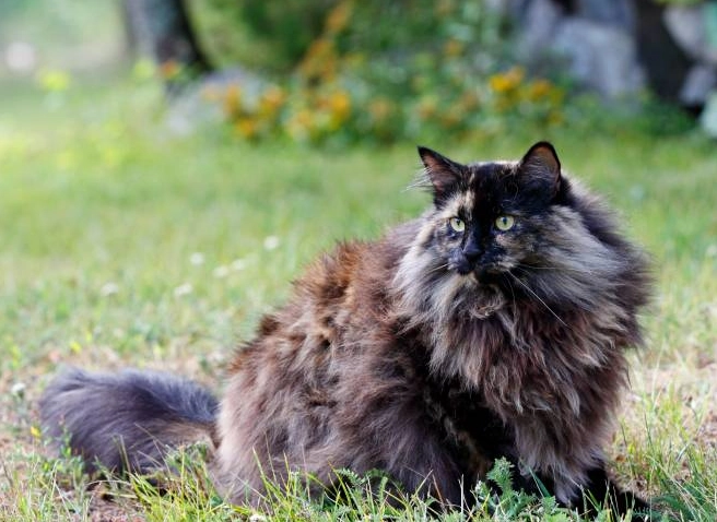 Norwegian Forest cat price