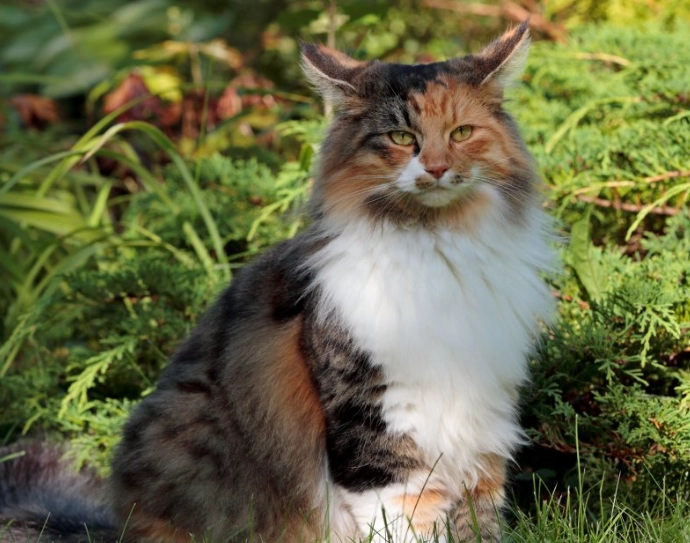 Norwegian Forest cat price