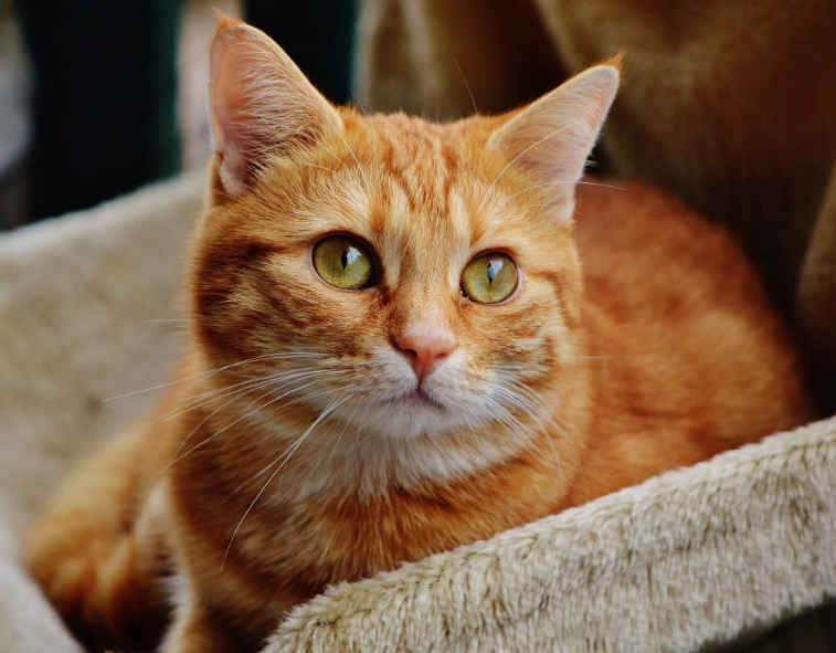 What is so special about orange tabby cats?