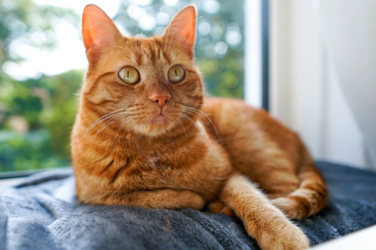 orange tabby cat behavior