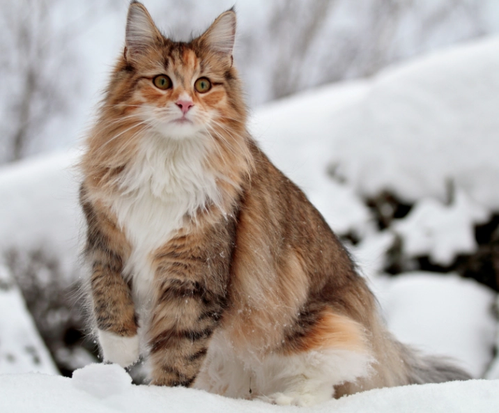 Norwegian Forest cat rarity
