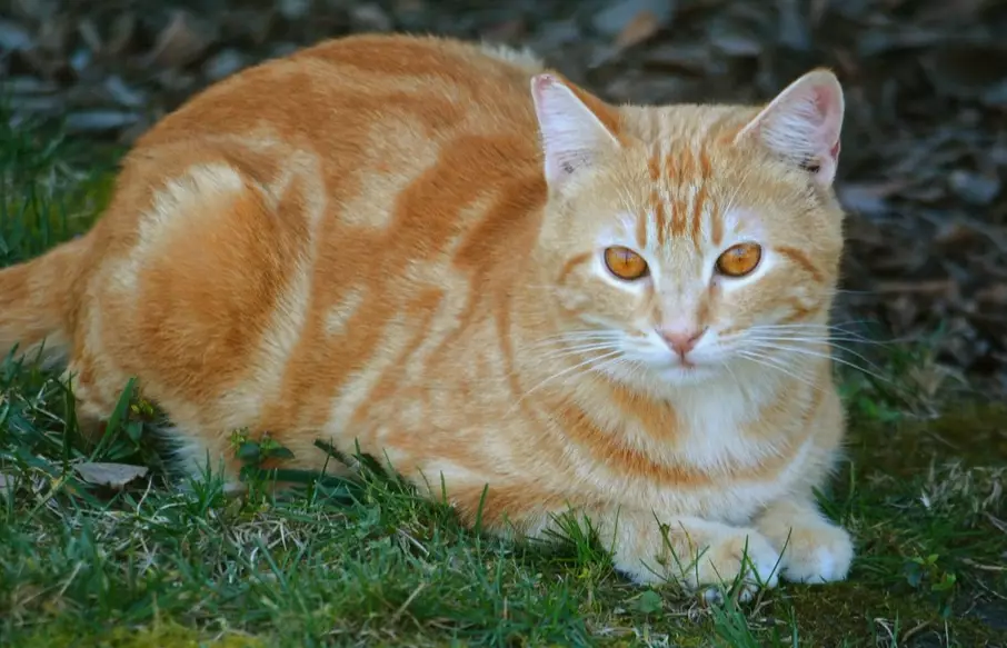 orange tabby personality