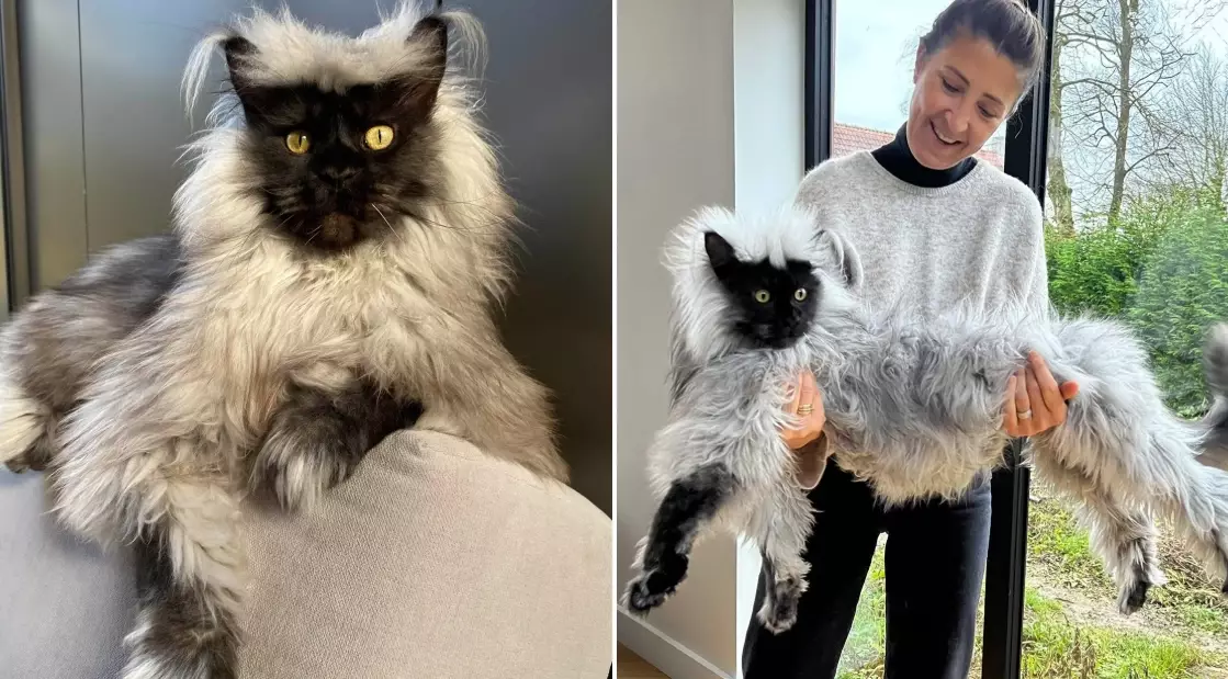 Why are Maine Coon cats so big