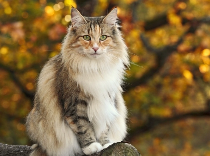 Norwegian Forest cat rarity
