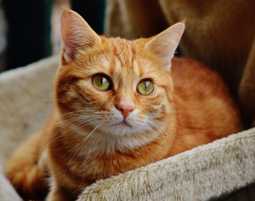 male orange cat