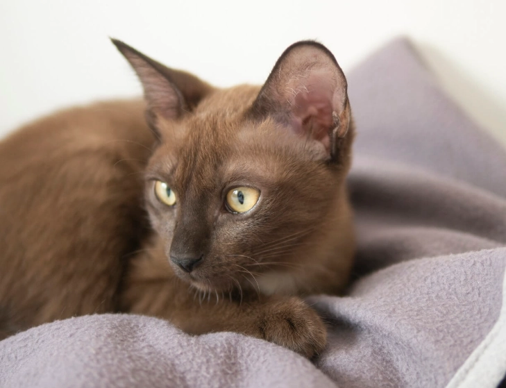 Brown cat breeds