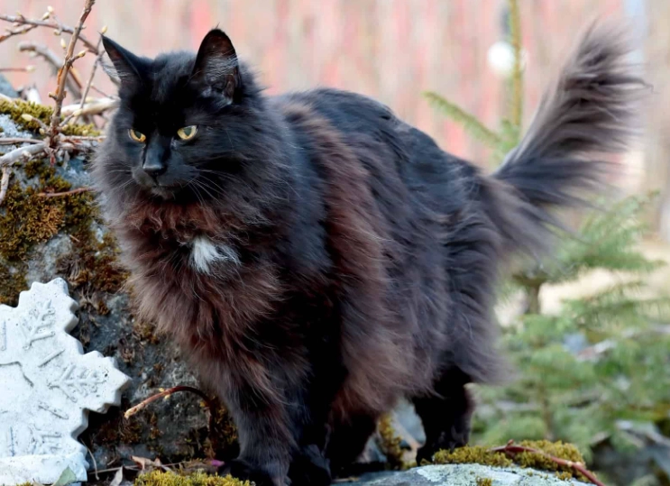 Norwegian Forest cat rarity
