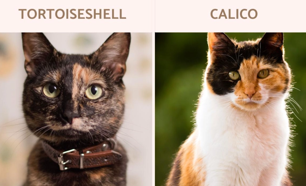tortoiseshell cat