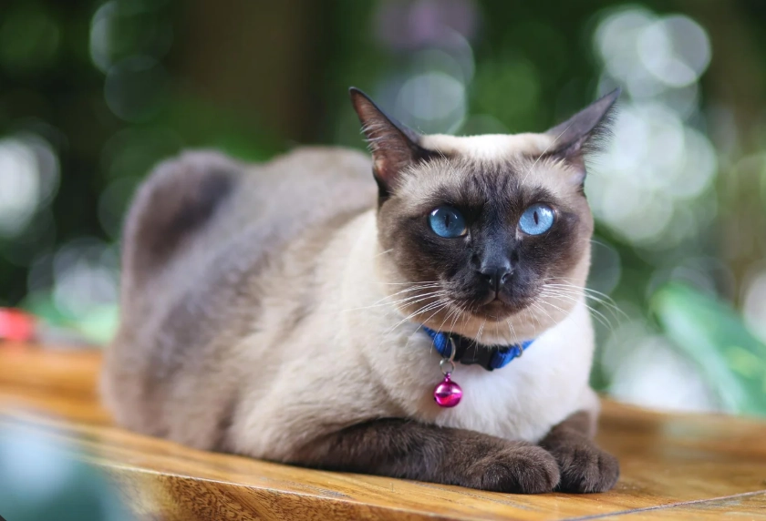 Siamese breed traits