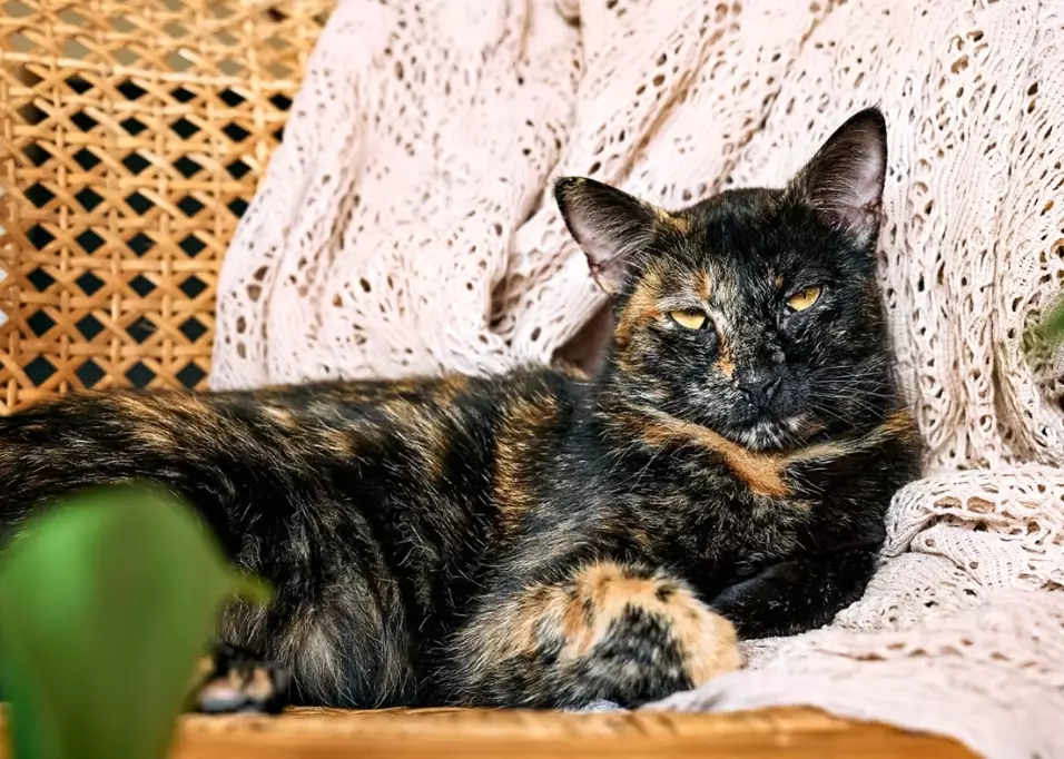 calico cat