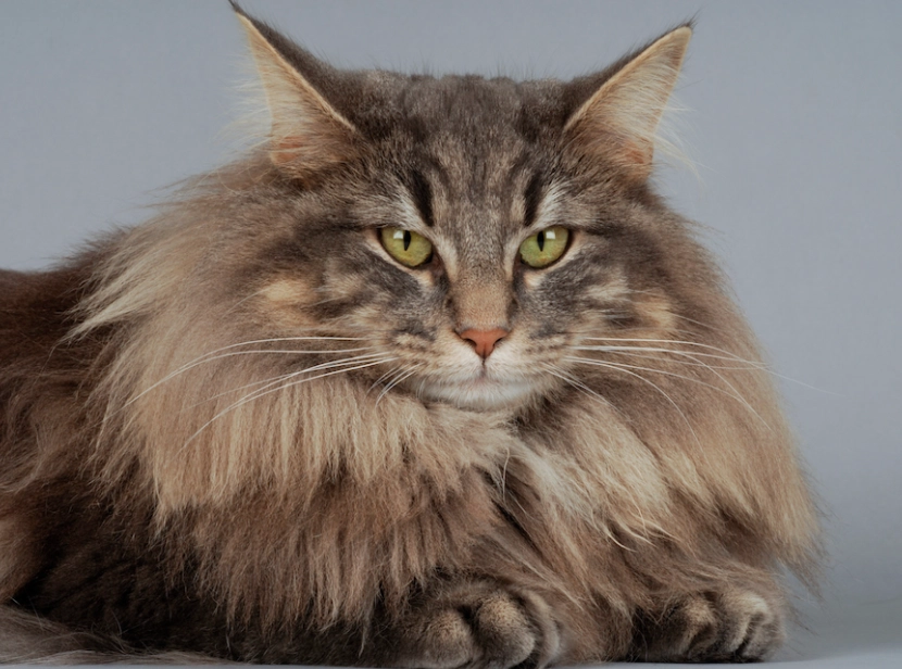 how big do Norwegian Forest cats get