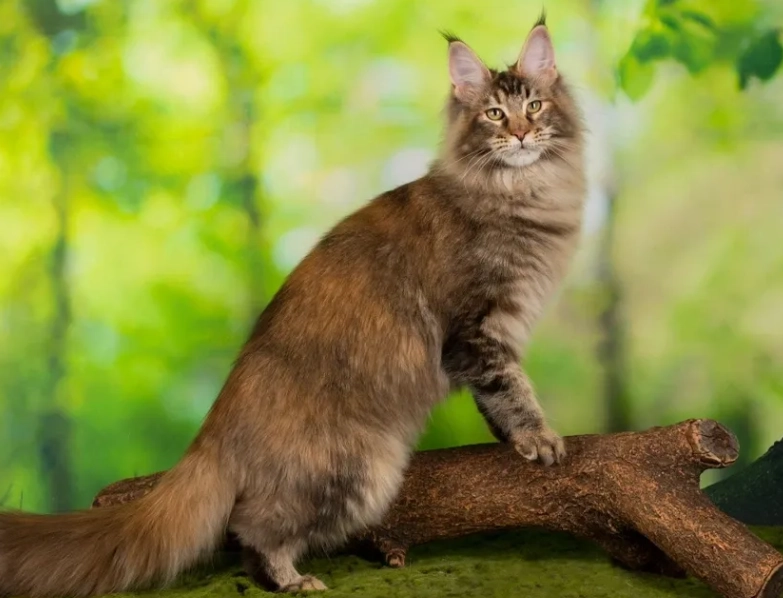 largest domestic cat breed
