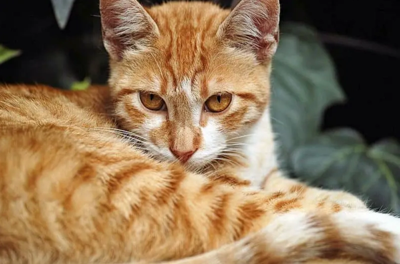 are orange tabby cats high maintenance
