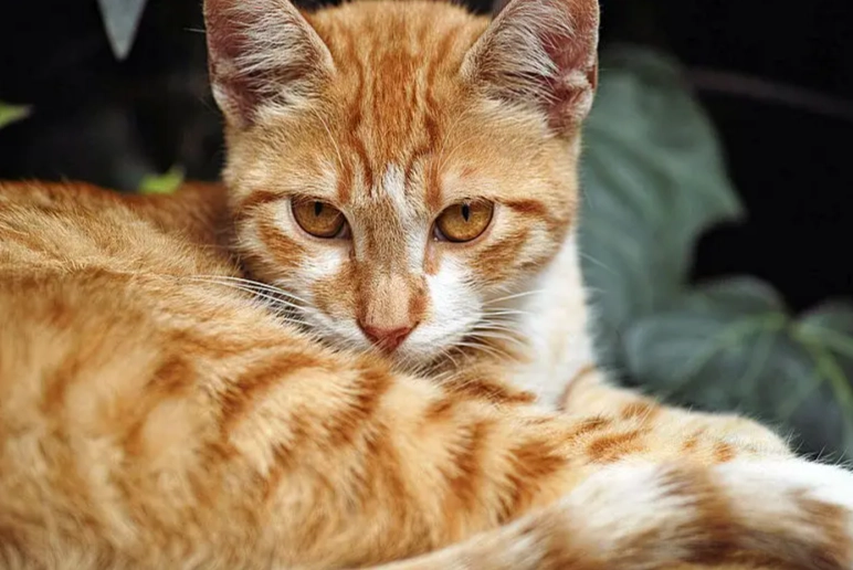 orange cat personality