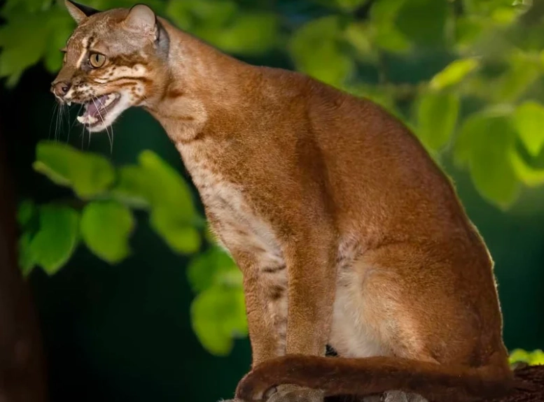Asian leopard cat vs domestic cat