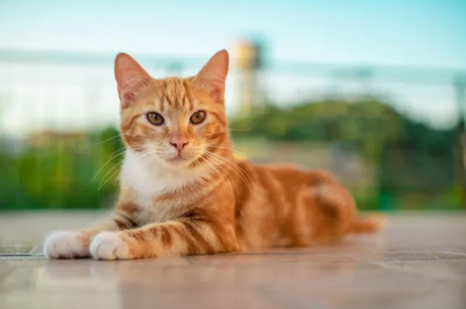 orange tabby cat personality