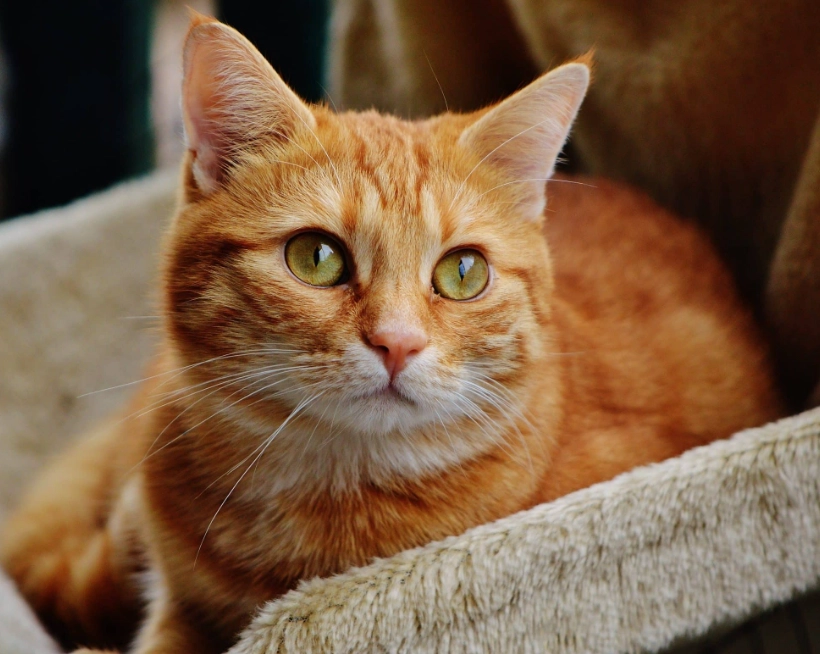 tabby cat life expectancy