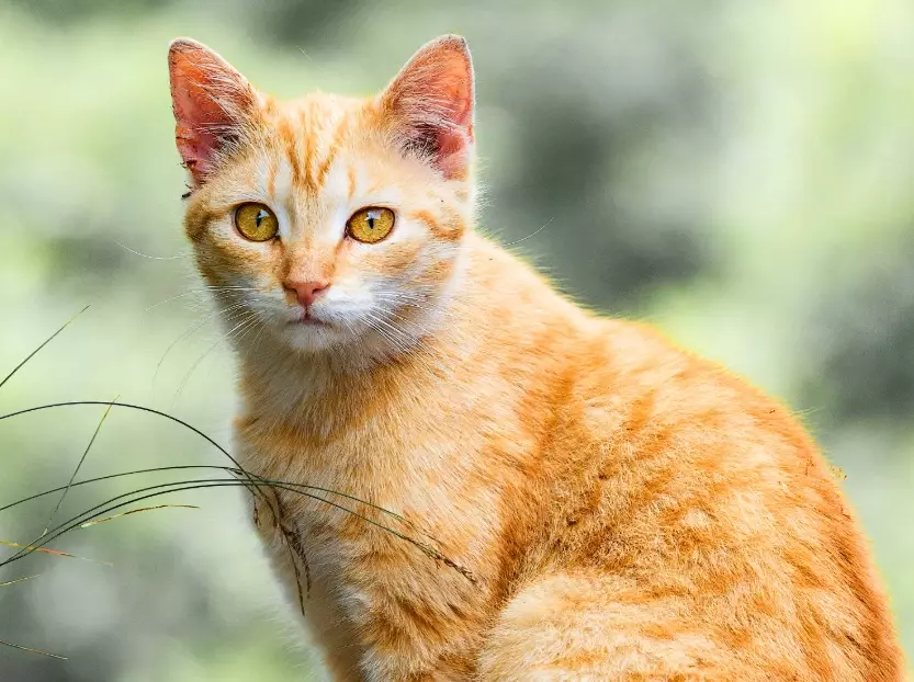 are orange tabby cats high maintenance