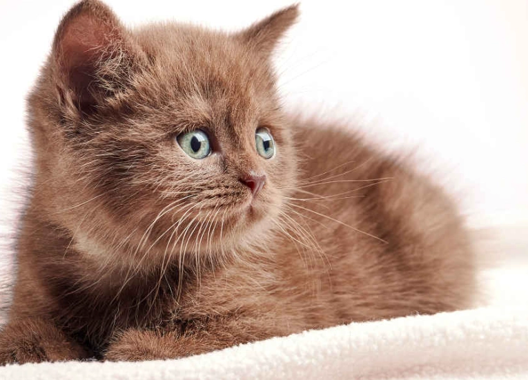 chocolate cat breeds