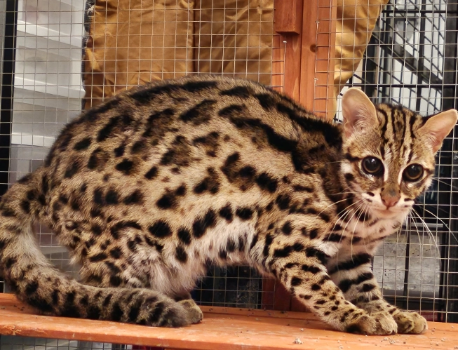 Asian leopard cat